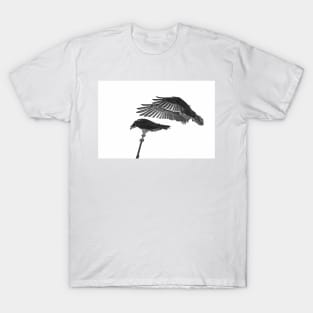 Osprey Landing T-Shirt